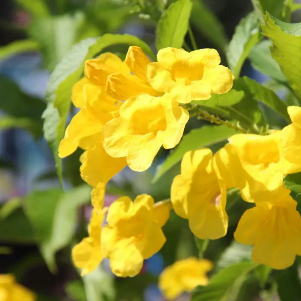 Tecoma_(Yellow_Bell)_Plant_|_Grafted_Bright_Yellow_Trumpet_Flowers_|_Fast_Growing_Ornamental_Variety_|_Ideal_for_Home_&_Outdoor_Gardens_|_Healthy_Live_Plant_Guaranteed.