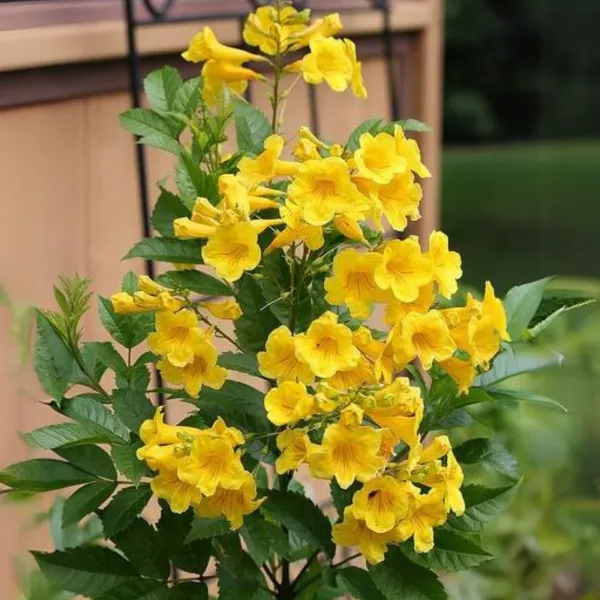 Tecoma_(Yellow_Bell)_Plant_|_Grafted_Bright_Yellow_Trumpet_Flowers_|_Fast_Growing_Ornamental_Variety_|_Ideal_for_Home_&_Outdoor_Gardens_|_Healthy_Live_Plant_Guaranteed.