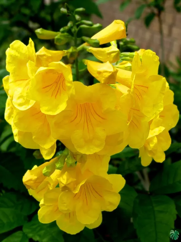Tecoma_(Yellow_Bell)_Plant_|_Grafted_Bright_Yellow_Trumpet_Flowers_|_Fast_Growing_Ornamental_Variety_|_Ideal_for_Home_&_Outdoor_Gardens_|_Healthy_Live_Plant_Guaranteed.