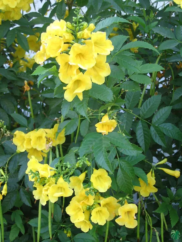Tecoma_(Yellow_Bell)_Plant_|_Grafted_Bright_Yellow_Trumpet_Flowers_|_Fast_Growing_Ornamental_Variety_|_Ideal_for_Home_&_Outdoor_Gardens_|_Healthy_Live_Plant_Guaranteed.
