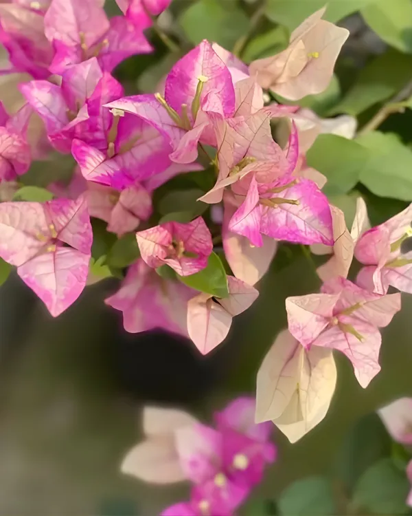 Wajid_Ali_Sha_Bougainvillea_Plant_|_Grafted_Exotic_Rare_Variety_|_Vibrant_Heavy_Blooms_|_Ideal_for_Terrace_&_Outdoor_Gardens_|_Healthy_Live_Plant_Guaranteed.