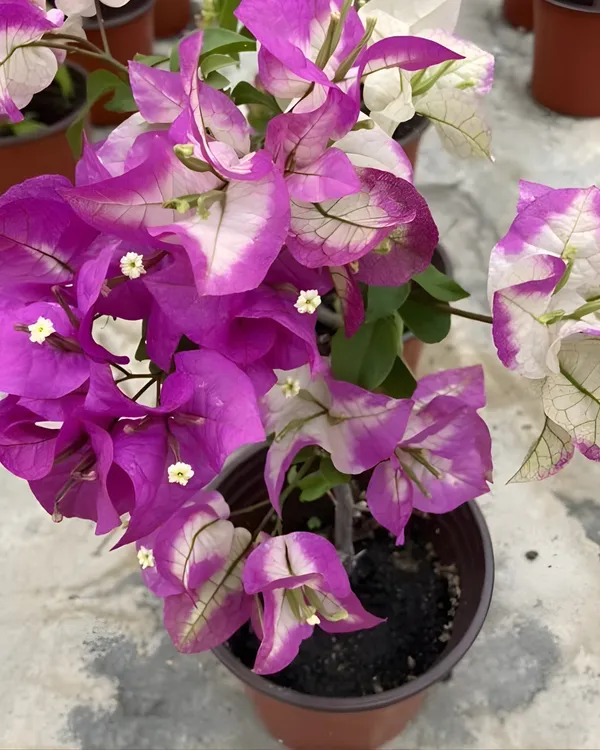 Wajid_Ali_Sha_Bougainvillea_Plant_|_Grafted_Exotic_Rare_Variety_|_Vibrant_Heavy_Blooms_|_Ideal_for_Terrace_&_Outdoor_Gardens_|_Healthy_Live_Plant_Guaranteed.