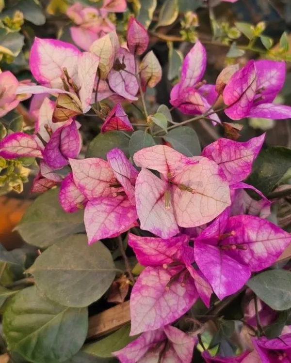 Wajid_Ali_Sha_Bougainvillea_Plant_|_Grafted_Exotic_Rare_Variety_|_Vibrant_Heavy_Blooms_|_Ideal_for_Terrace_&_Outdoor_Gardens_|_Healthy_Live_Plant_Guaranteed.