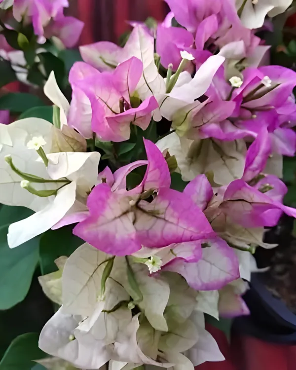 Wajid_Ali_Sha_Bougainvillea_Plant_|_Grafted_Exotic_Rare_Variety_|_Vibrant_Heavy_Blooms_|_Ideal_for_Terrace_&_Outdoor_Gardens_|_Healthy_Live_Plant_Guaranteed.