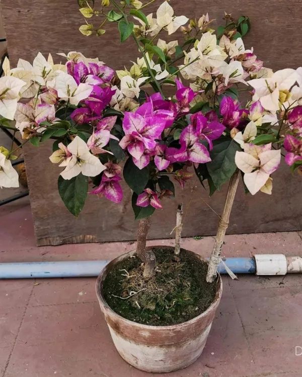 Wajid_Ali_Sha_Bougainvillea_Plant_|_Grafted_Exotic_Rare_Variety_|_Vibrant_Heavy_Blooms_|_Ideal_for_Terrace_&_Outdoor_Gardens_|_Healthy_Live_Plant_Guaranteed.