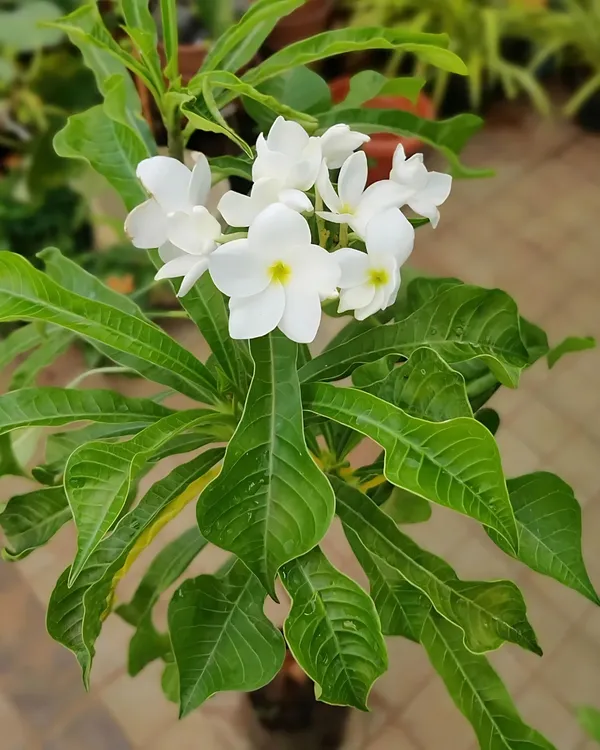 Plumeria_(Frangipani_/_Champa)_Plant_|_Grafted_Fragrant_Flowering_Tree_|_Exotic_Blooms_|_Ideal_for_Terrace_&_Outdoor_Gardens_|_Healthy_Live_Plant_Guaranteed.