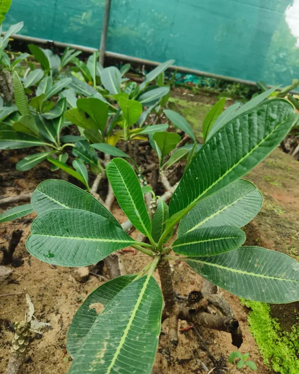 Plumeria_(Frangipani_/_Champa)_Plant_|_Grafted_Fragrant_Flowering_Tree_|_Exotic_Blooms_|_Ideal_for_Terrace_&_Outdoor_Gardens_|_Healthy_Live_Plant_Guaranteed.