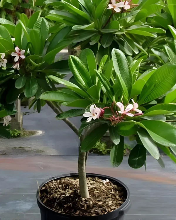 Plumeria_(Frangipani_/_Champa)_Plant_|_Grafted_Fragrant_Flowering_Tree_|_Exotic_Blooms_|_Ideal_for_Terrace_&_Outdoor_Gardens_|_Healthy_Live_Plant_Guaranteed.