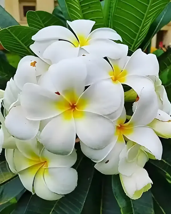 Plumeria_(Frangipani_/_Champa)_Plant_|_Grafted_Fragrant_Flowering_Tree_|_Exotic_Blooms_|_Ideal_for_Terrace_&_Outdoor_Gardens_|_Healthy_Live_Plant_Guaranteed.