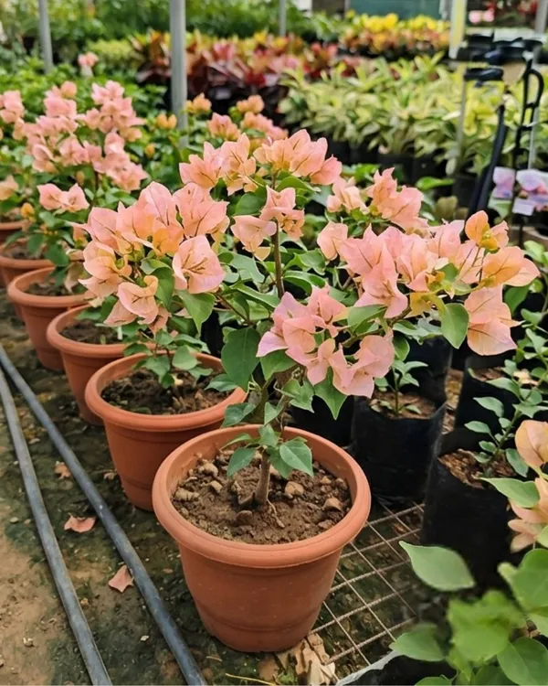 Ada's_Joy_Bougainvillea_Plant_|_Grafted_Rare_Soft_Tone_Bloom_Variety_|_Peach_Pink_Flowers_|_Heavy_Flowering_|_Healthy_Live_Plant_Guaranteed