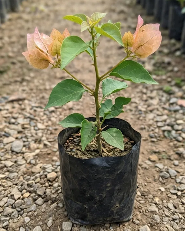 Ada's_Joy_Bougainvillea_Plant_|_Grafted_Rare_Soft_Tone_Bloom_Variety_|_Peach_Pink_Flowers_|_Heavy_Flowering_|_Healthy_Live_Plant_Guaranteed