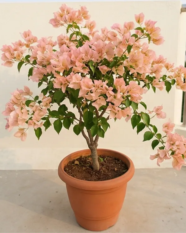 Ada's_Joy_Bougainvillea_Plant_|_Grafted_Rare_Soft_Tone_Bloom_Variety_|_Peach_Pink_Flowers_|_Heavy_Flowering_|_Healthy_Live_Plant_Guaranteed