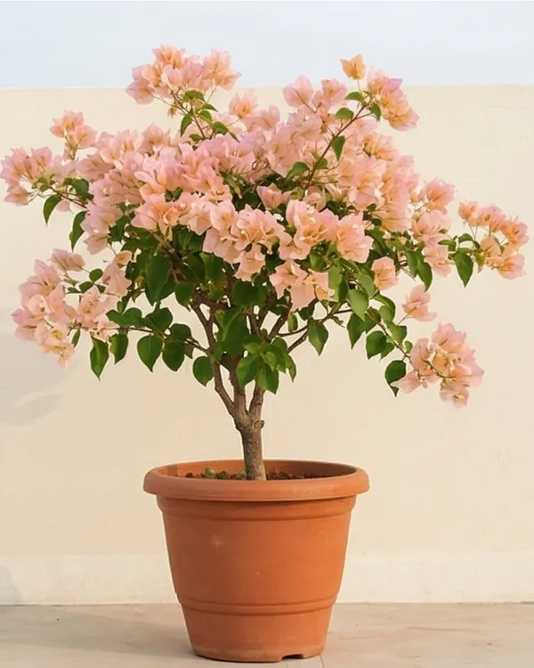 Ada's_Joy_Bougainvillea_Plant_|_Grafted_Rare_Soft_Tone_Bloom_Variety_|_Peach_Pink_Flowers_|_Heavy_Flowering_|_Healthy_Live_Plant_Guaranteed