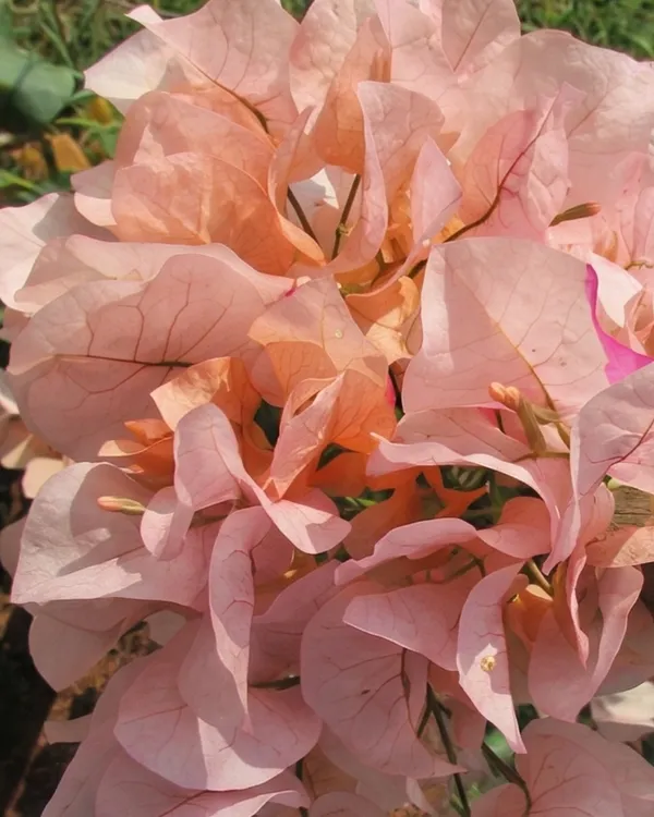 Ada's_Joy_Bougainvillea_Plant_|_Grafted_Rare_Soft_Tone_Bloom_Variety_|_Peach_Pink_Flowers_|_Heavy_Flowering_|_Healthy_Live_Plant_Guaranteed
