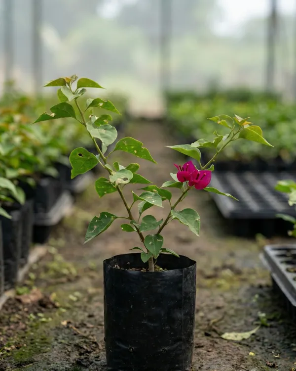 Adarna_Bougainvillea_Plant_|_Grafted_Exotic_Paper_Bloom_Variety_|_Deep_Pink_Flowers_|_Heavy_Flowering_|_Healthy_Live_Plant_Guaranteed