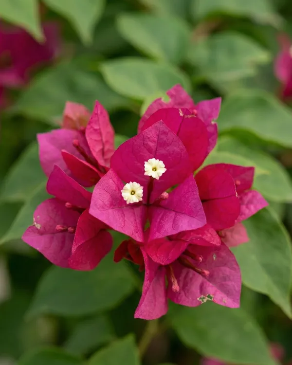 Adarna_Bougainvillea_Plant_|_Grafted_Exotic_Paper_Bloom_Variety_|_Deep_Pink_Flowers_|_Heavy_Flowering_|_Healthy_Live_Plant_Guaranteed
