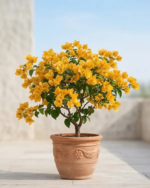 Adarna_Gold_Bougainvillea_Plant_|_Grafted_Exotic_Dual_Tone_Bloom_Variety_|_Yellow_Pink_Flowers_|_Heavy_Flowering_|_Healthy_Live_Plant_Guaranteed