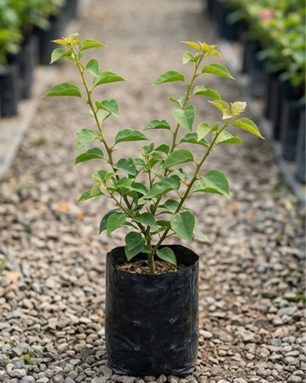 Adarna_Gold_Bougainvillea_Plant_|_Grafted_Exotic_Dual_Tone_Bloom_Variety_|_Yellow_Pink_Flowers_|_Heavy_Flowering_|_Healthy_Live_Plant_Guaranteed