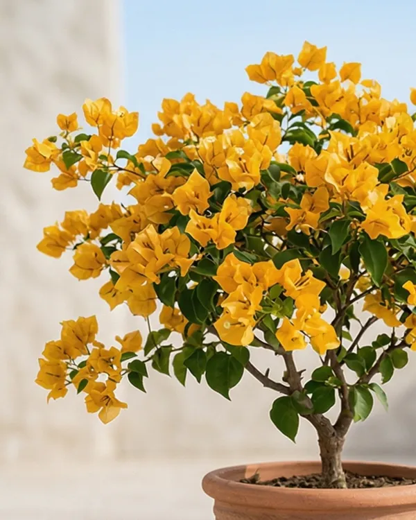 Adarna_Gold_Bougainvillea_Plant_|_Grafted_Exotic_Dual_Tone_Bloom_Variety_|_Yellow_Pink_Flowers_|_Heavy_Flowering_|_Healthy_Live_Plant_Guaranteed