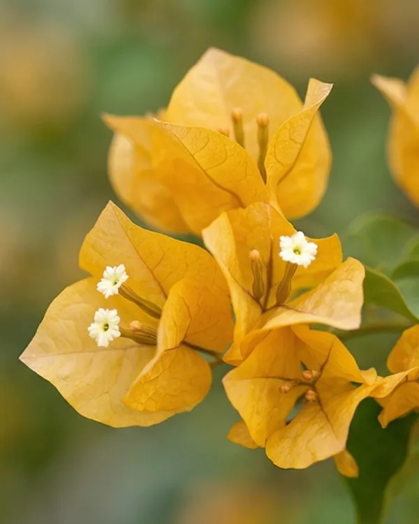 Adarna_Gold_Bougainvillea_Plant_|_Grafted_Exotic_Dual_Tone_Bloom_Variety_|_Yellow_Pink_Flowers_|_Heavy_Flowering_|_Healthy_Live_Plant_Guaranteed