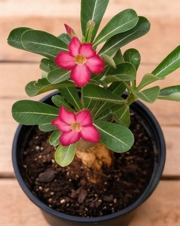 Adenium_Desert_Rose_Plant_|_Grafted_Adenium_Seedling_Plant_|_Succulent_Flowering_Plant_|_Healthy_Live_Plant_Guaranteed