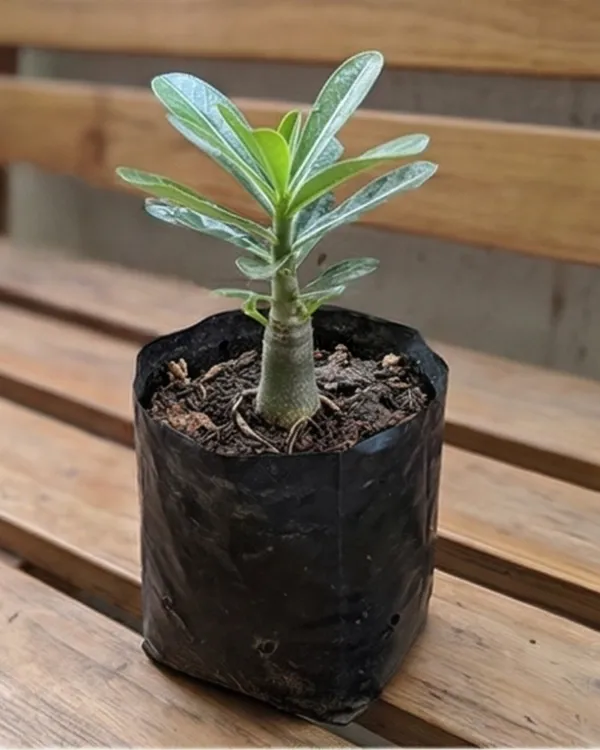 Adenium_Desert_Rose_Plant_|_Grafted_Adenium_Seedling_Plant_|_Succulent_Flowering_Plant_|_Healthy_Live_Plant_Guaranteed