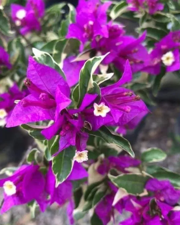 Blueberry_Ice_Bougainvillea_Plant_|_Air_Layered_Rare_Exotic_Variety_|_Cool_Purple-Blue_Blooms_|_Heavy_Flowering_|_Healthy_Live_Plant_Guaranteed.