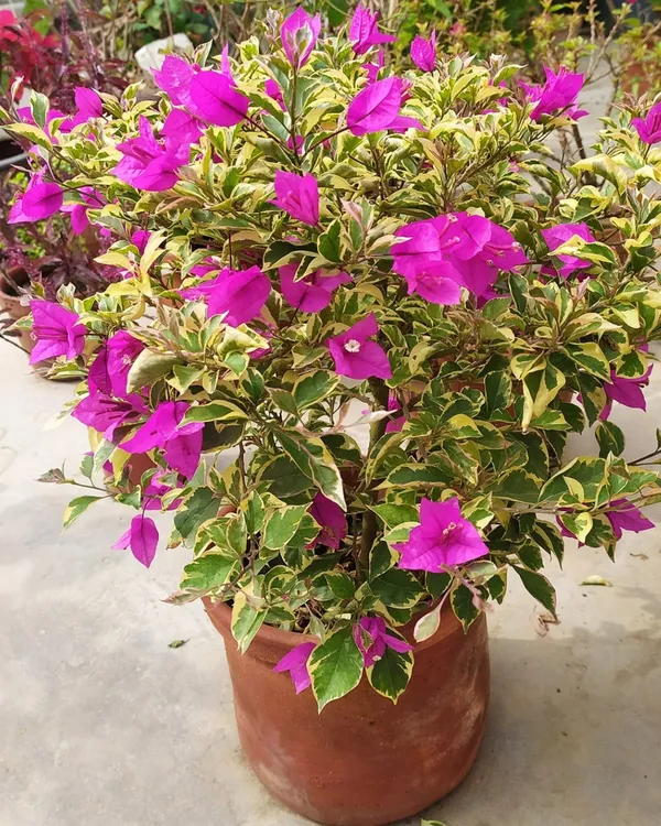 Blueberry_Ice_Bougainvillea_Plant_|_Air_Layered_Rare_Exotic_Variety_|_Cool_Purple-Blue_Blooms_|_Heavy_Flowering_|_Healthy_Live_Plant_Guaranteed.