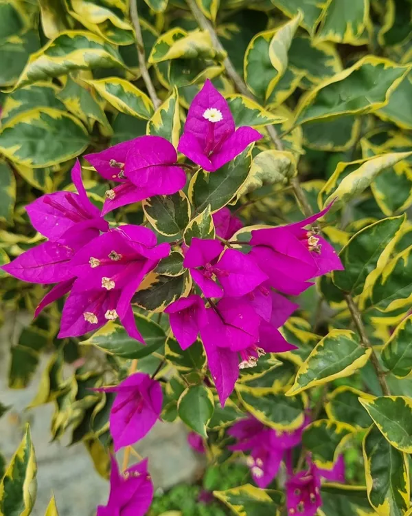 Blueberry_Ice_Bougainvillea_Plant_|_Air_Layered_Rare_Exotic_Variety_|_Cool_Purple-Blue_Blooms_|_Heavy_Flowering_|_Healthy_Live_Plant_Guaranteed.