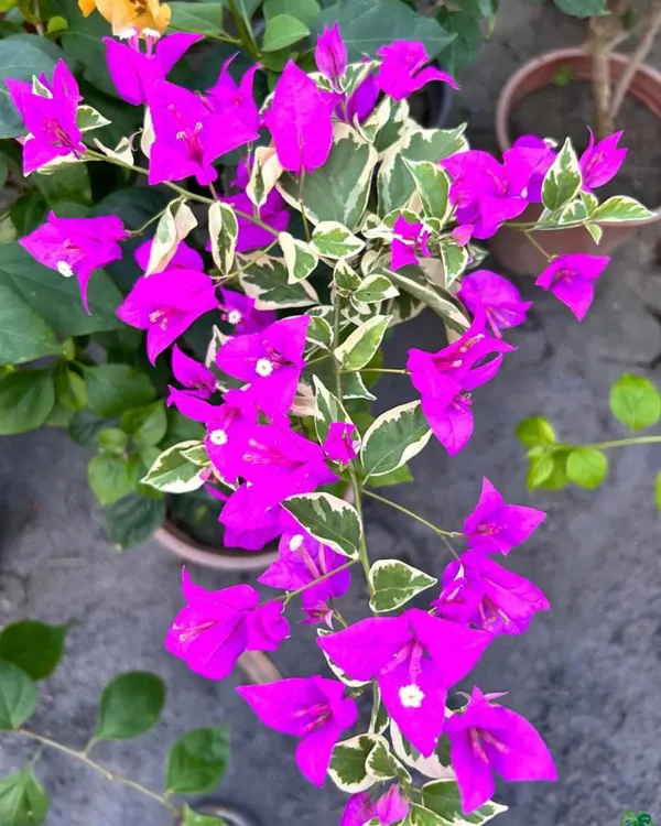 Blueberry_Ice_Bougainvillea_Plant_|_Air_Layered_Rare_Exotic_Variety_|_Cool_Purple-Blue_Blooms_|_Heavy_Flowering_|_Healthy_Live_Plant_Guaranteed.