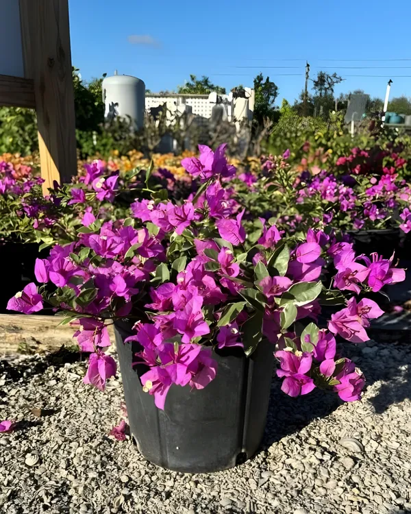 Blueberry_Ice_Bougainvillea_Plant_|_Air_Layered_Rare_Exotic_Variety_|_Cool_Purple-Blue_Blooms_|_Heavy_Flowering_|_Healthy_Live_Plant_Guaranteed.