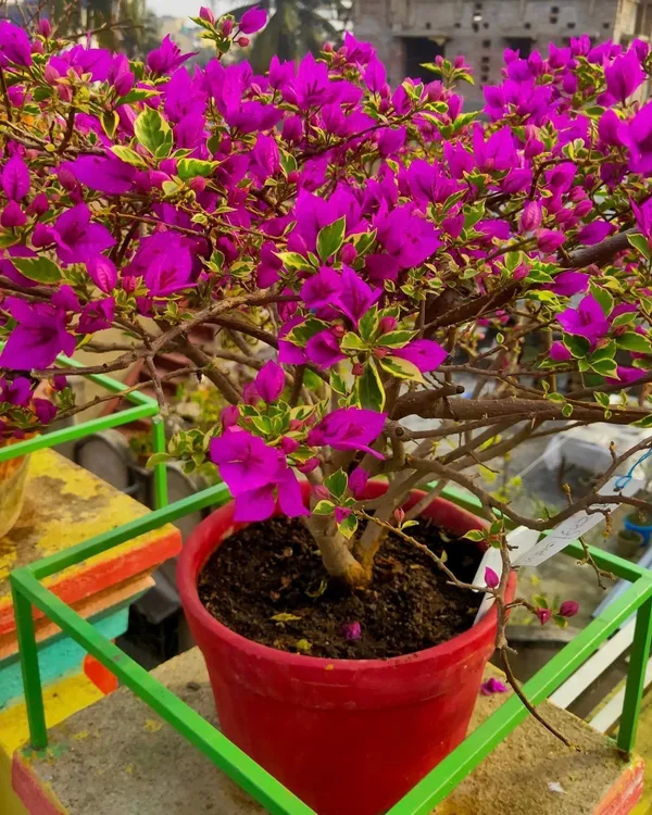 Blueberry_Ice_Bougainvillea_Plant_|_Air_Layered_Rare_Exotic_Variety_|_Cool_Purple-Blue_Blooms_|_Heavy_Flowering_|_Healthy_Live_Plant_Guaranteed.