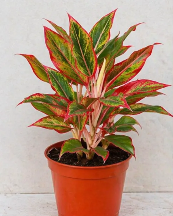 Aglaonema_Chinese_Evergreen_Indoor_Plant_|_Grafted_Aglaonema_Plant_|_Air_Purifying_|_Low_Light_Plant_|_Healthy_Live_Plant_Guaranteed