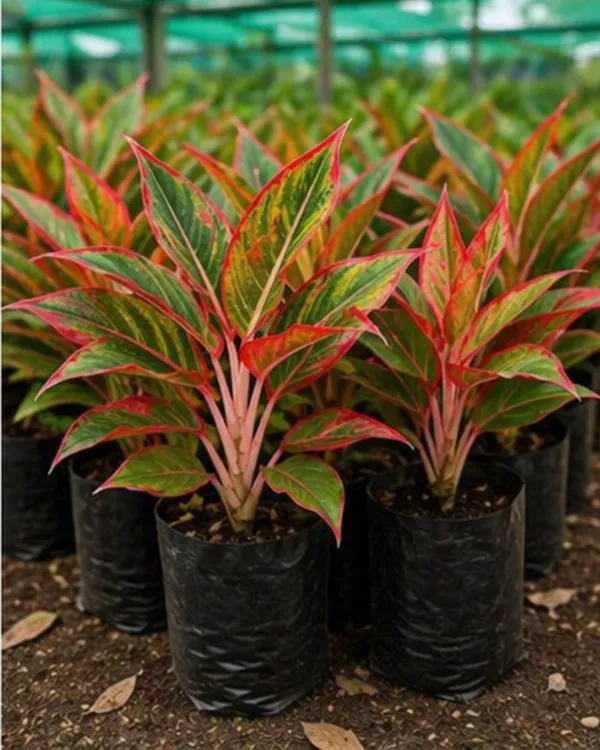 Aglaonema_Chinese_Evergreen_Indoor_Plant_|_Grafted_Aglaonema_Plant_|_Air_Purifying_|_Low_Light_Plant_|_Healthy_Live_Plant_Guaranteed