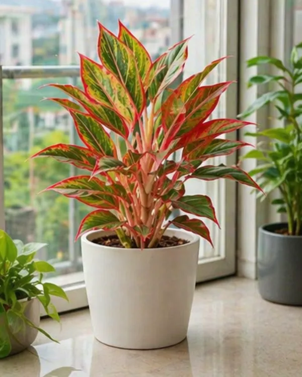 Aglaonema_Chinese_Evergreen_Indoor_Plant_|_Grafted_Aglaonema_Plant_|_Air_Purifying_|_Low_Light_Plant_|_Healthy_Live_Plant_Guaranteed