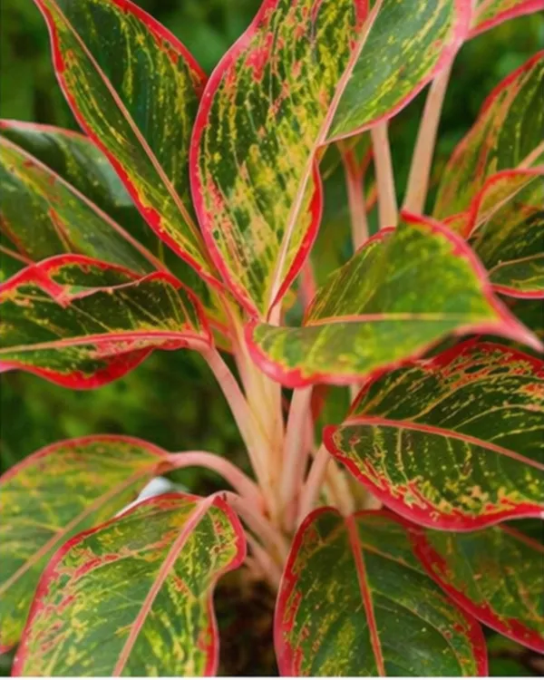 Aglaonema_Chinese_Evergreen_Indoor_Plant_|_Grafted_Aglaonema_Plant_|_Air_Purifying_|_Low_Light_Plant_|_Healthy_Live_Plant_Guaranteed