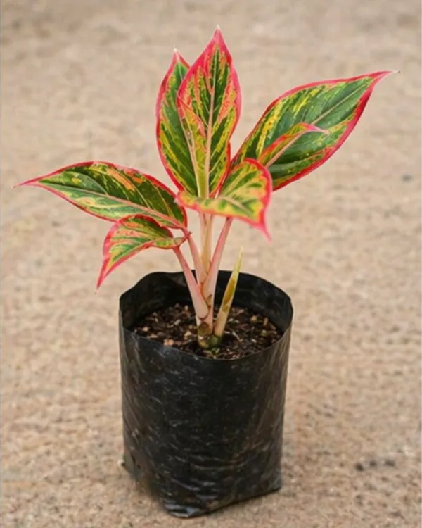 Aglaonema_Chinese_Evergreen_Indoor_Plant_|_Grafted_Aglaonema_Plant_|_Air_Purifying_|_Low_Light_Plant_|_Healthy_Live_Plant_Guaranteed