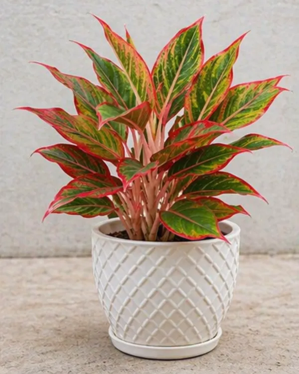 Aglaonema_Chinese_Evergreen_Indoor_Plant_|_Grafted_Aglaonema_Plant_|_Air_Purifying_|_Low_Light_Plant_|_Healthy_Live_Plant_Guaranteed