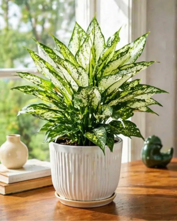 Aglaonema_Snow_White_Indoor_Plant_|_Grafted_Chinese_Evergreen_Snow_White_|_Air_Purifying_|_Low_Light_Plant_|_Healthy_Live_Plant_Guaranteed