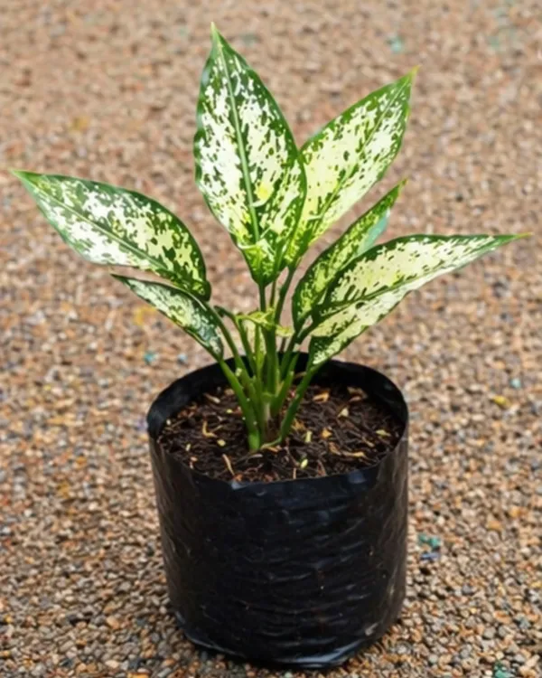 Aglaonema_Snow_White_Indoor_Plant_|_Grafted_Chinese_Evergreen_Snow_White_|_Air_Purifying_|_Low_Light_Plant_|_Healthy_Live_Plant_Guaranteed