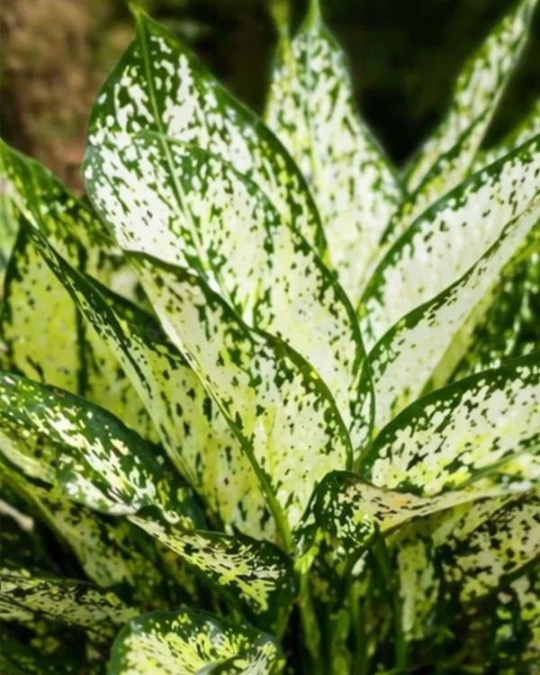 Aglaonema_Snow_White_Indoor_Plant_|_Grafted_Chinese_Evergreen_Snow_White_|_Air_Purifying_|_Low_Light_Plant_|_Healthy_Live_Plant_Guaranteed