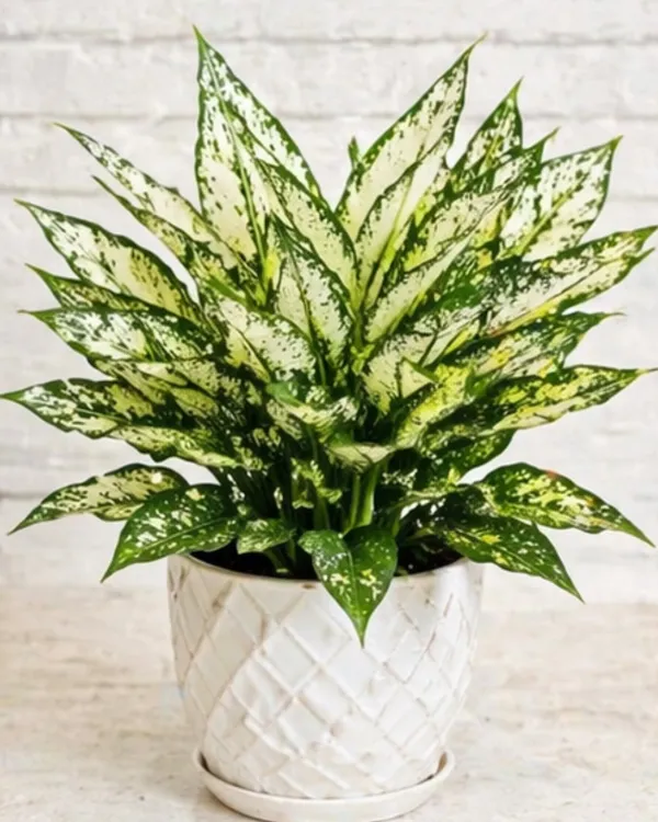 Aglaonema_Snow_White_Indoor_Plant_|_Grafted_Chinese_Evergreen_Snow_White_|_Air_Purifying_|_Low_Light_Plant_|_Healthy_Live_Plant_Guaranteed