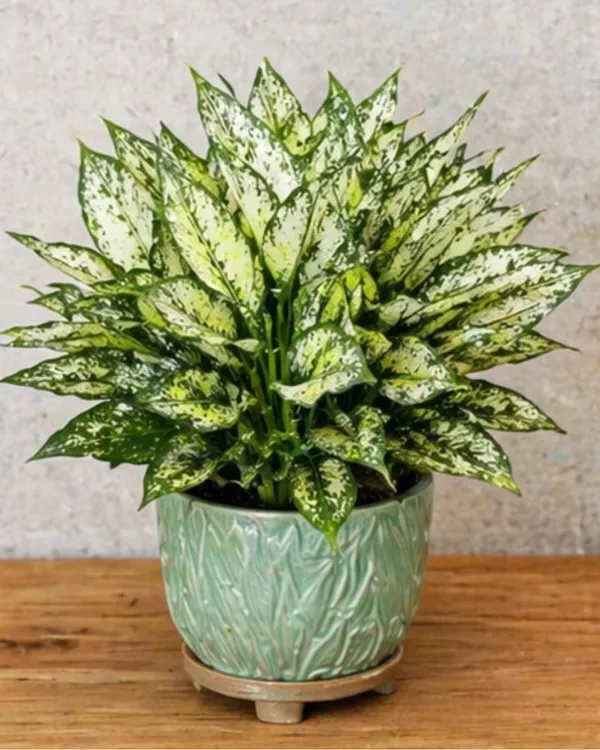 Aglaonema_Snow_White_Indoor_Plant_|_Grafted_Chinese_Evergreen_Snow_White_|_Air_Purifying_|_Low_Light_Plant_|_Healthy_Live_Plant_Guaranteed