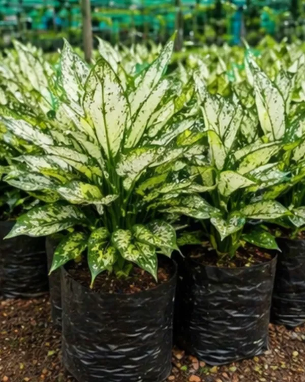 Aglaonema_Snow_White_Indoor_Plant_|_Grafted_Chinese_Evergreen_Snow_White_|_Air_Purifying_|_Low_Light_Plant_|_Healthy_Live_Plant_Guaranteed