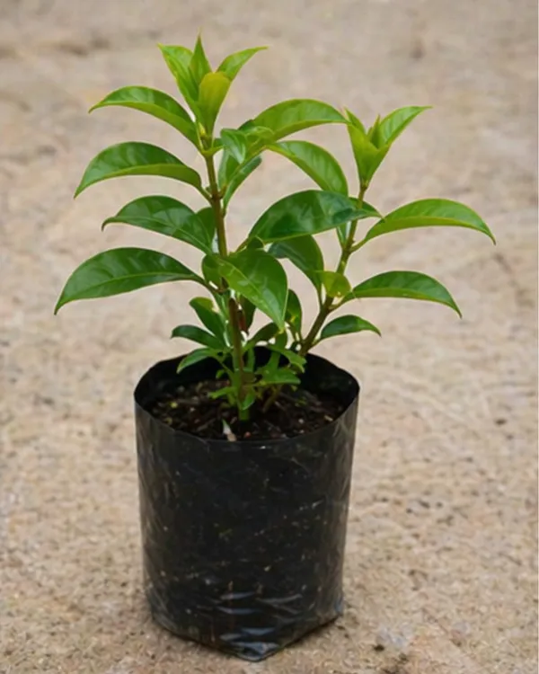 Allamanda_Plant_|_Grafted_Golden_Trumpet_Flower_Plant_|_Yellow_Flowering_Plant_|_Healthy_Live_Plant_Guaranteed