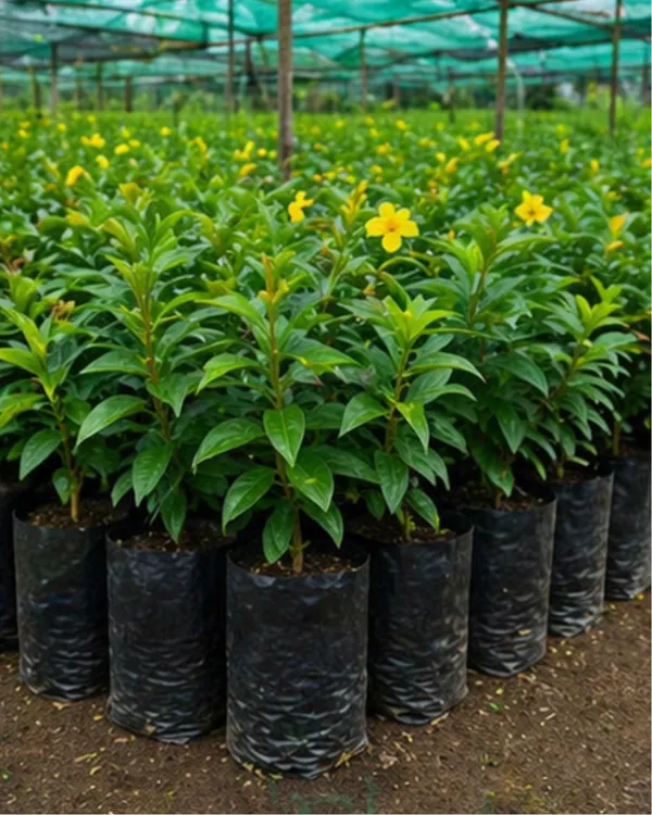 Allamanda_Plant_|_Grafted_Golden_Trumpet_Flower_Plant_|_Yellow_Flowering_Plant_|_Healthy_Live_Plant_Guaranteed