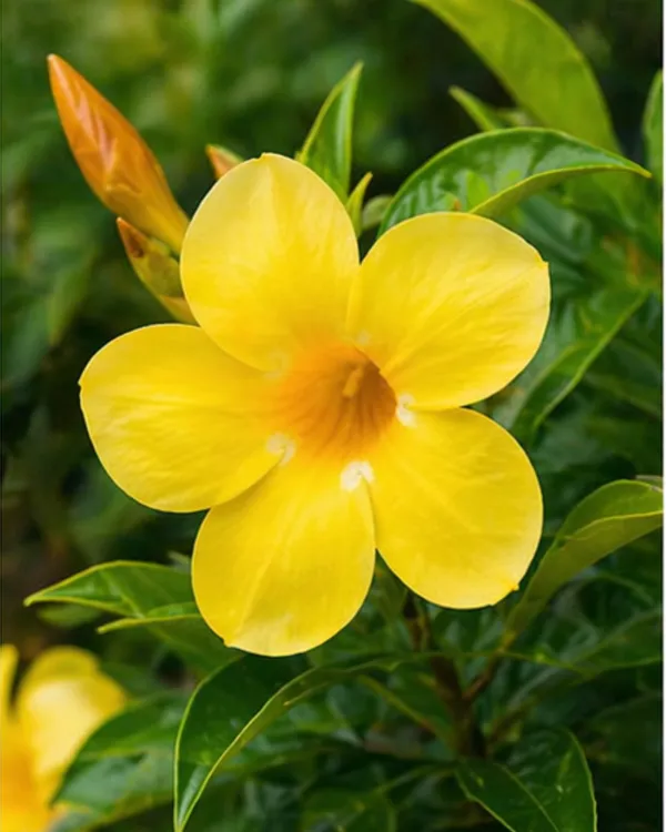 Allamanda_Plant_|_Grafted_Golden_Trumpet_Flower_Plant_|_Yellow_Flowering_Plant_|_Healthy_Live_Plant_Guaranteed