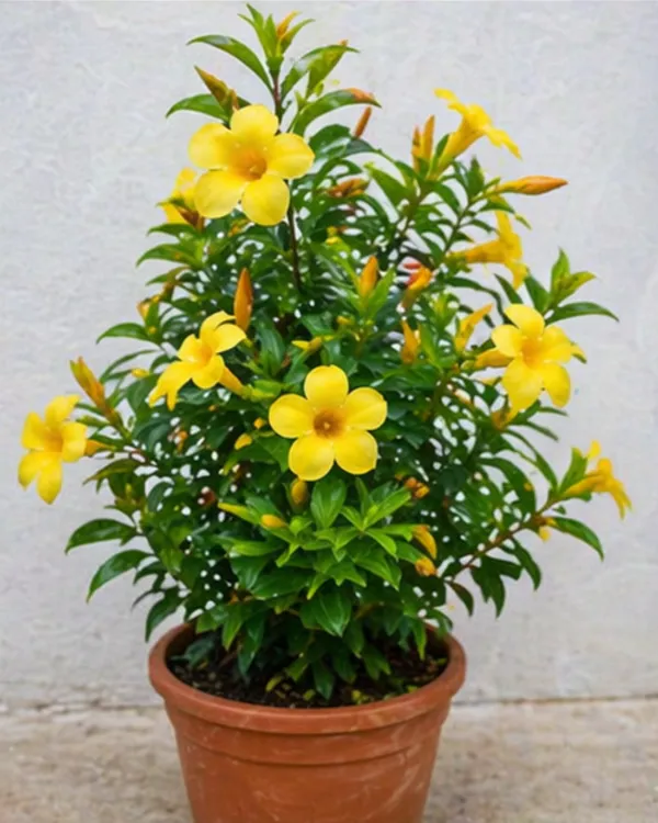 Allamanda_Plant_|_Grafted_Golden_Trumpet_Flower_Plant_|_Yellow_Flowering_Plant_|_Healthy_Live_Plant_Guaranteed