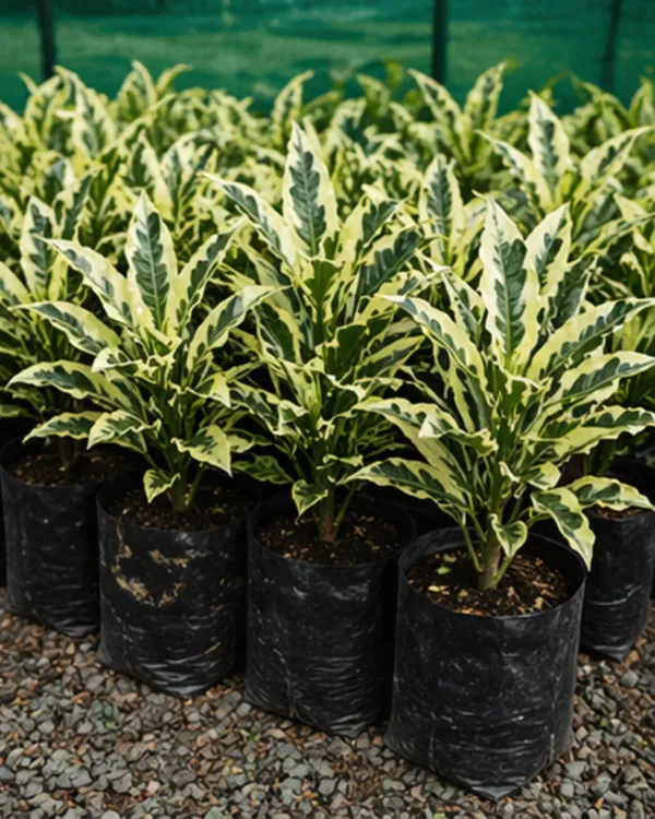Andrew_Croton_Plant_|_Grafted_Designer_Croton_Plant_|_Colorful_Indoor_Outdoor_Plant_|_Healthy_Live_Plant_Guaranteed