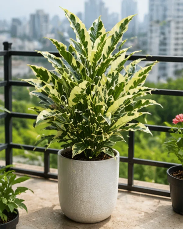 Andrew_Croton_Plant_|_Grafted_Designer_Croton_Plant_|_Colorful_Indoor_Outdoor_Plant_|_Healthy_Live_Plant_Guaranteed